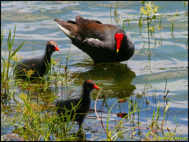 Common Gallinule