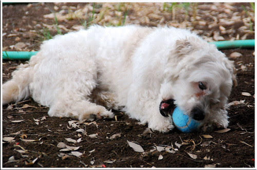 Jakey-Ball_3
