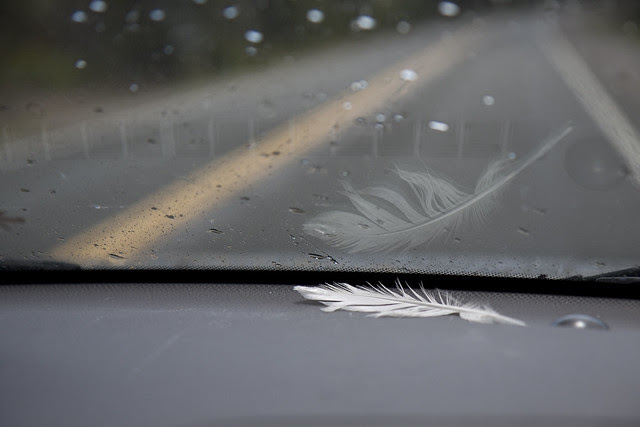 feather reflection