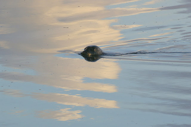 File:Common Seal (Phoca vitulina), Baltasound - geograph.org.uk - 1567563.jpg