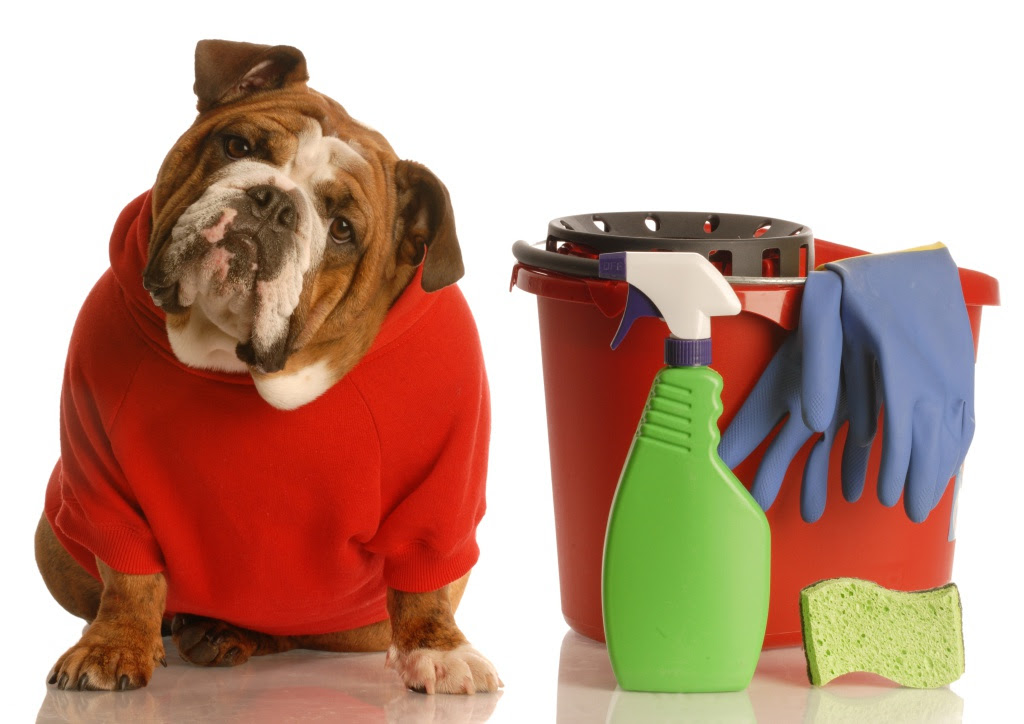 Elimine o odor de urina de cachorro naturalmente