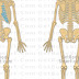Get Body Smart Anatomy : Visible Body Virtual Anatomy To See Inside The Human Body : A tutorial with flash animations on the human systems;