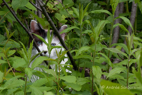 Buddy in the Brush-2.jpg