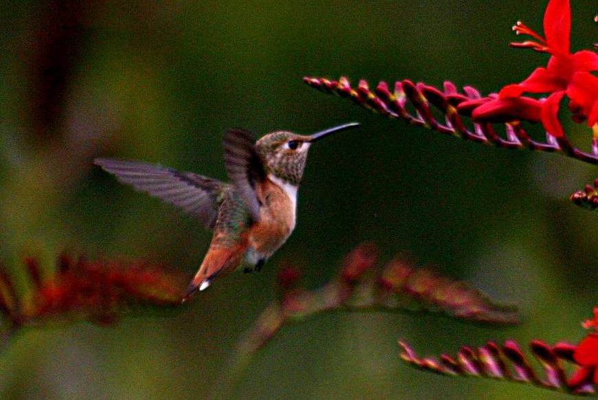 Que Nous Présage Le Vol Des Oiseaux Cm Var