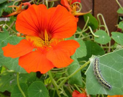 Nasturtiums growing in Ju s