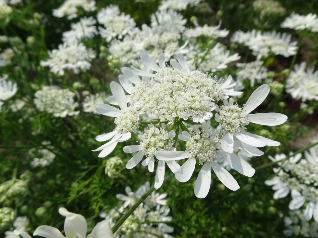 レースのように繊細で 清楚な純白の花 オルレア オルラヤ かたりつづけていきます