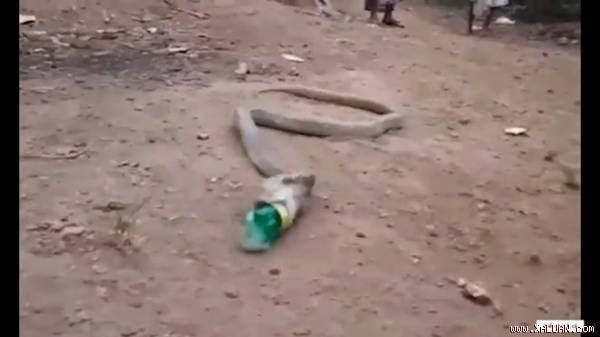 Hổ mang chúa quằn quại nôn ra chai nhựa ở Ấn Độ