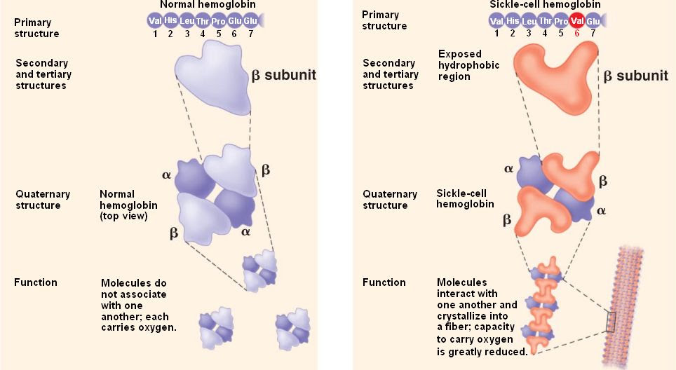 hemoglobin-sickle.html 05_22-SickleCellDisease-L.jpg