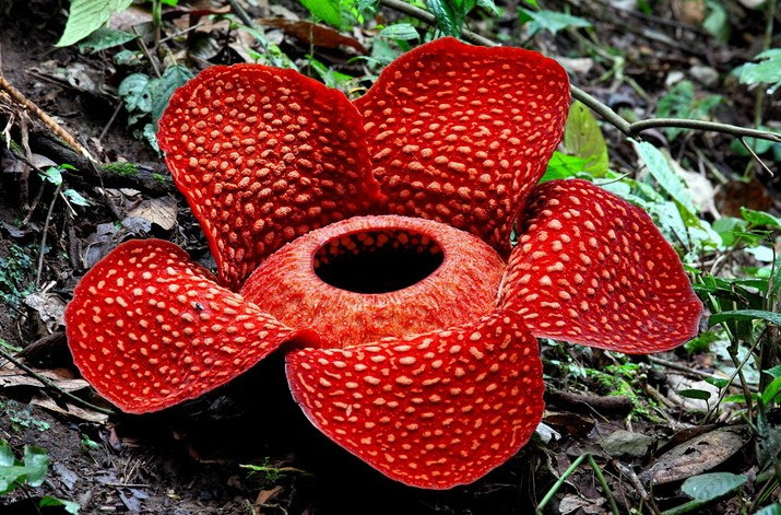 Ciri Ciri Flora Asiatis dan Australis Di Indonesia Beserta Ciri Ciri Flora Asiatis dan Australis Di Indonesia Beserta