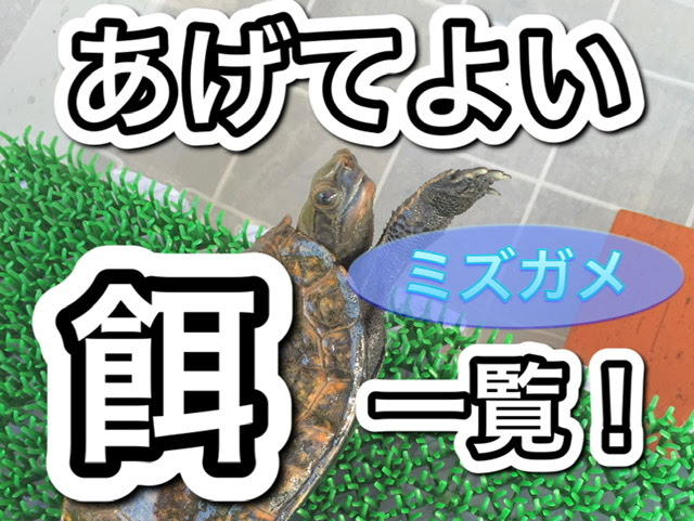 亀の餌 亀にあげてよい餌 食べ物 一覧 21年版 まゆみん解説 亀の飼育 大辞典道場 マニアーナ まにあ道 趣味と遊びを極めるサイト