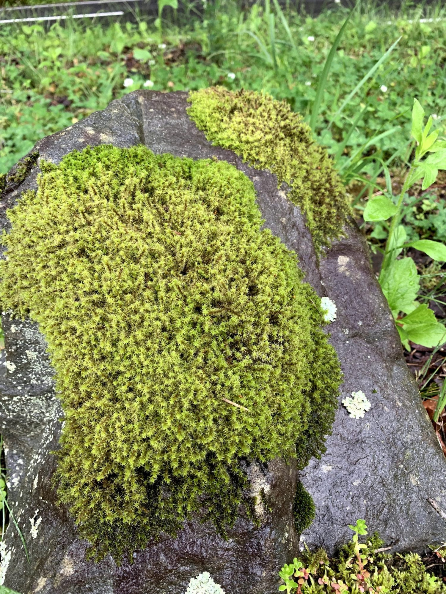 苔の自生地考察 Mossto