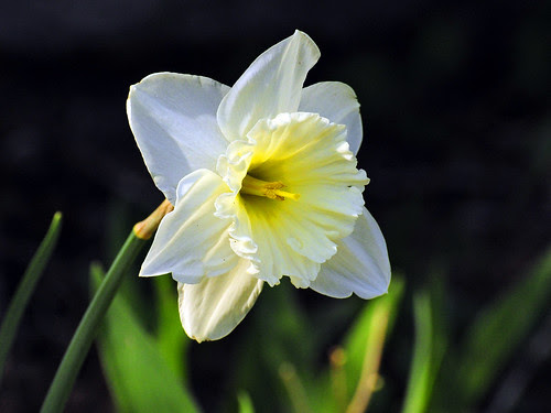 easter flower