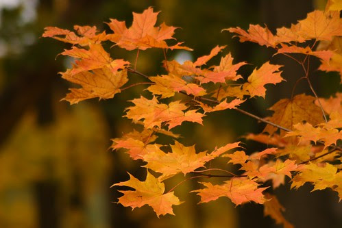 Orange Leaves