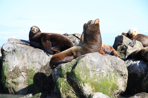 Steller Sea Lions