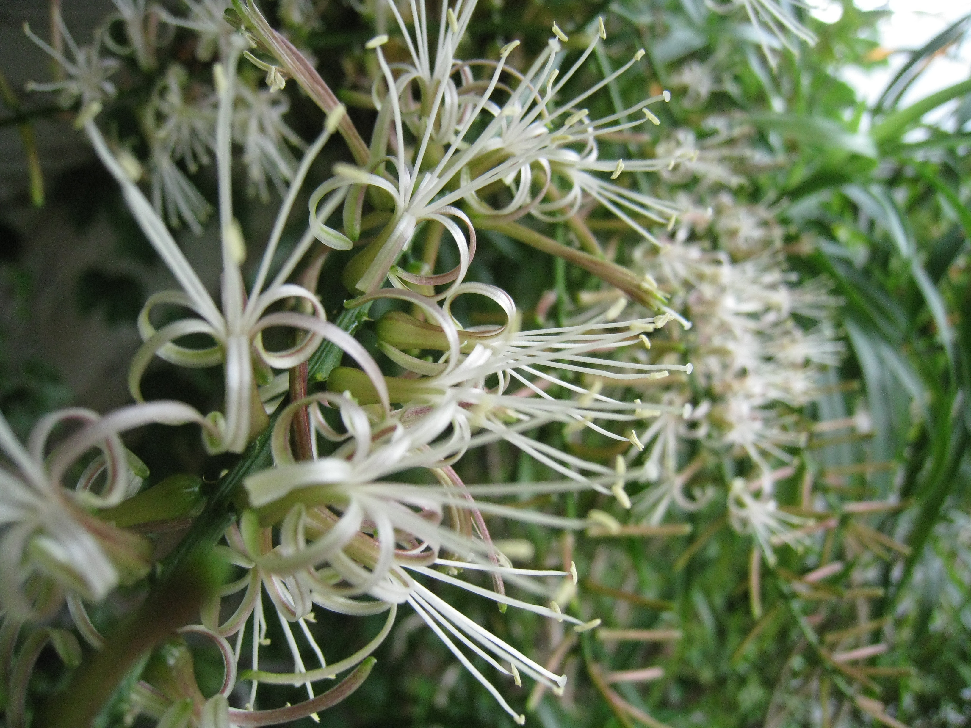 ドラセナレフレクサの花 Kissy Hiro S Blog