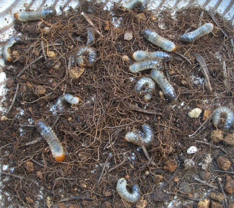 ごみ問題取り組みの日々 またぞろ植木鉢の幼虫