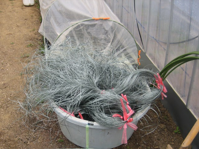 誘引ひも作り 園芸一直線