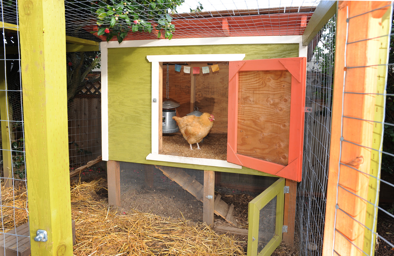 David Project: Diy walk in chicken coop