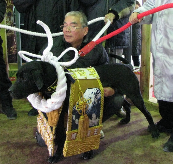 土佐犬闘技大会 リキのワインよっぱらいの部屋 楽天ブログ