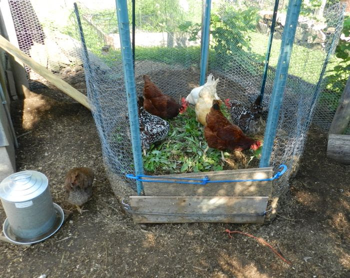 Chickens Get Bored HenCam