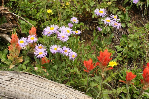 Asters and Paintbrush