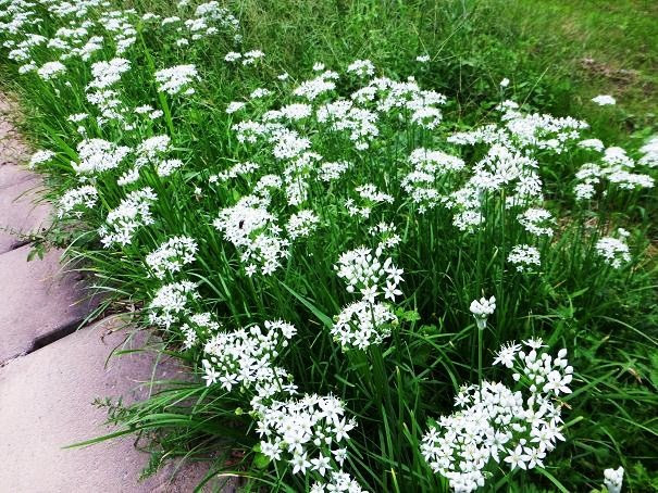 真っ盛りの花ニラ さてこのニラは毒草か 風車の弥吉さんのブログ 14 09 13 みんかぶ 旧みんなの株式