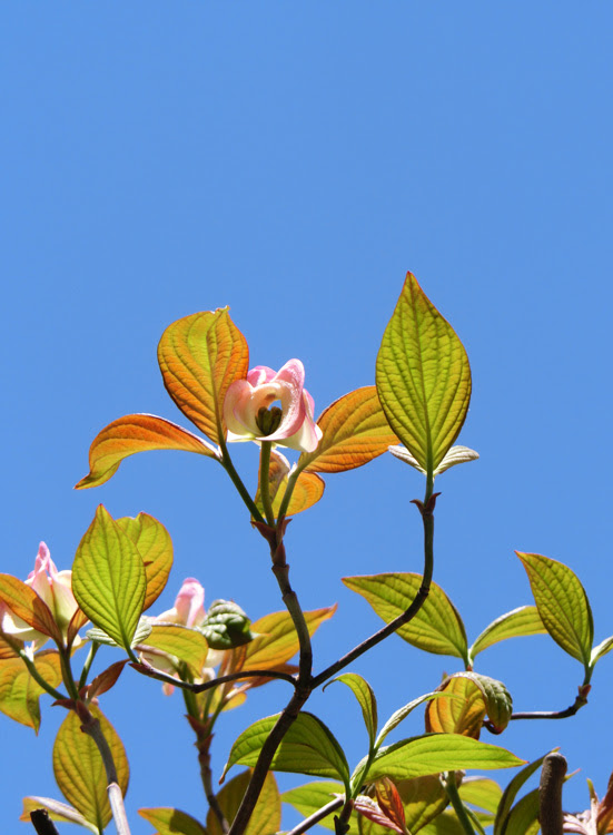 ハナミズキ 花水木 は逆光で光る花が美しい 18 4月上旬撮影 路上観賞の花 K U R A D A S H I