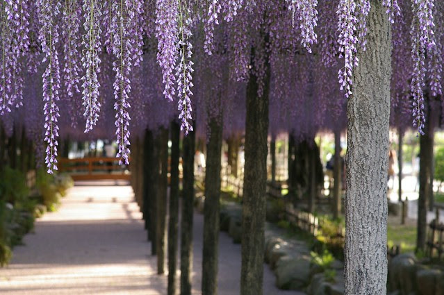wisteria trellis #2
