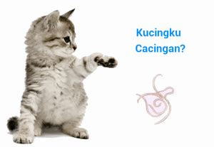 manfaat obat cacing  kucing arenahewancom