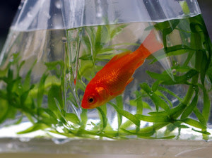 ご存知の金魚が飼育できない 水