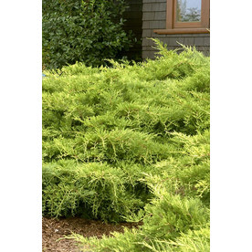 Monrovia 1.6-Gallon Flowers Gold Coast Juniper