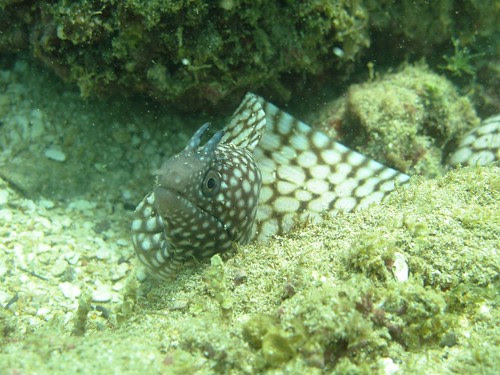 Muraena pavonina 2