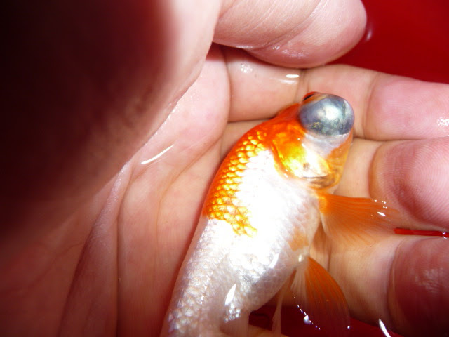 春は病気のオンパレード 温泉金魚et Cetera