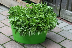 basil harvest