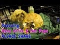 This Dog Was Abandoned At A Shelter When She Was In Labor. But What Happens Next Made Me Cry!