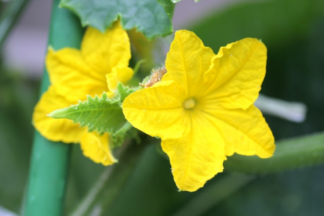 きゅうりの花はどんなの 雄花と雌花の違い 見分け方は 花言葉は お役立ち 季節の耳より情報局