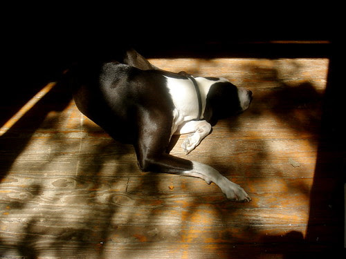Dog in dappled sunlight
