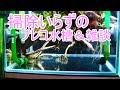 25 ++ プレコ 水槽 レイアウ��� 639815-プレコ 水槽 レイアウト