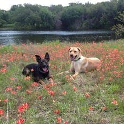 Dog Training - Charleston, SC, United States. Balanced Dog Training ...