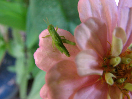 Grasshopper and Zinnia