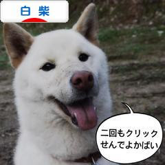 にほんブログ村 犬ブログ 白柴犬へ