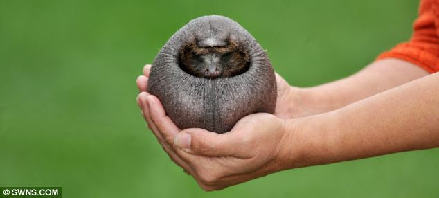 Having a ball: betty the hedgehog, who was abandoned by her family because she does not have any spikes