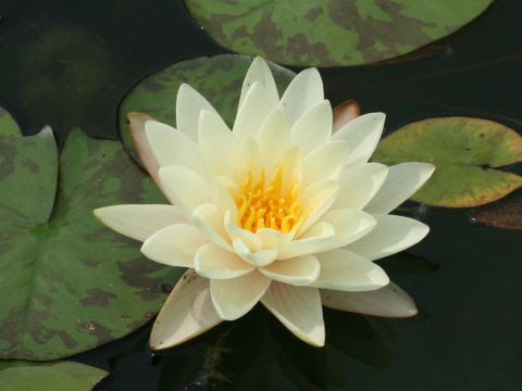 睡蓮 ７月７日の花 花言葉は 純粋な心 Flower Magazine
