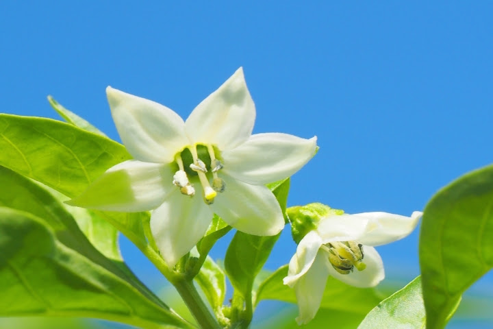 ピーマンの花はどんなの 花言葉は意外すぎる 何故 海の恵み 海の利益 お役立ち 季節の耳より情報局
