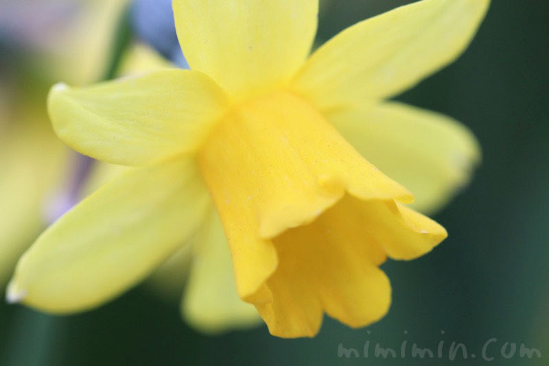 ラッパ水仙 黄色のラッパスイセン 花の写真 花言葉 みみみんブログ