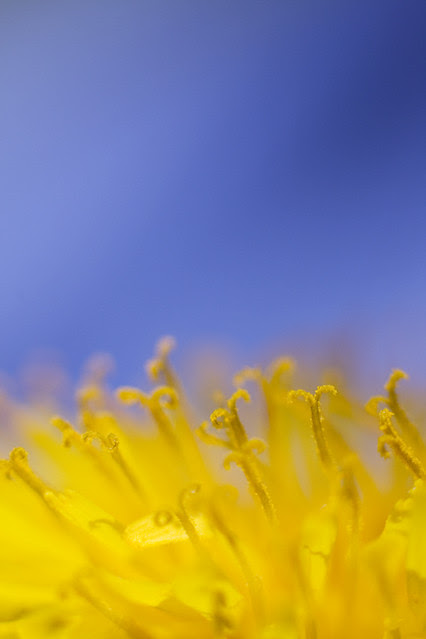 Kaffebrus