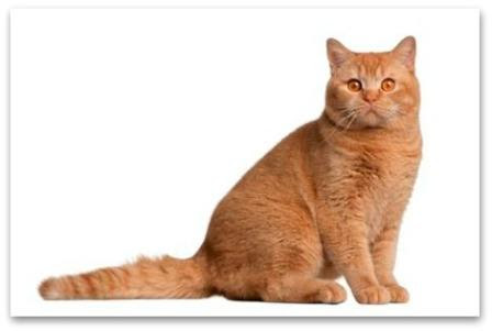 British Shorthair - Breed Profile and Cat Facts