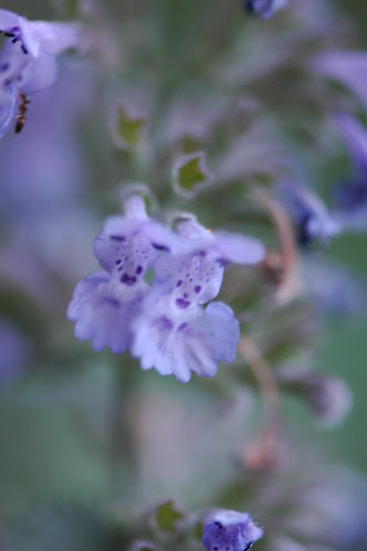 Nepeta calamintha "Walker's Low"