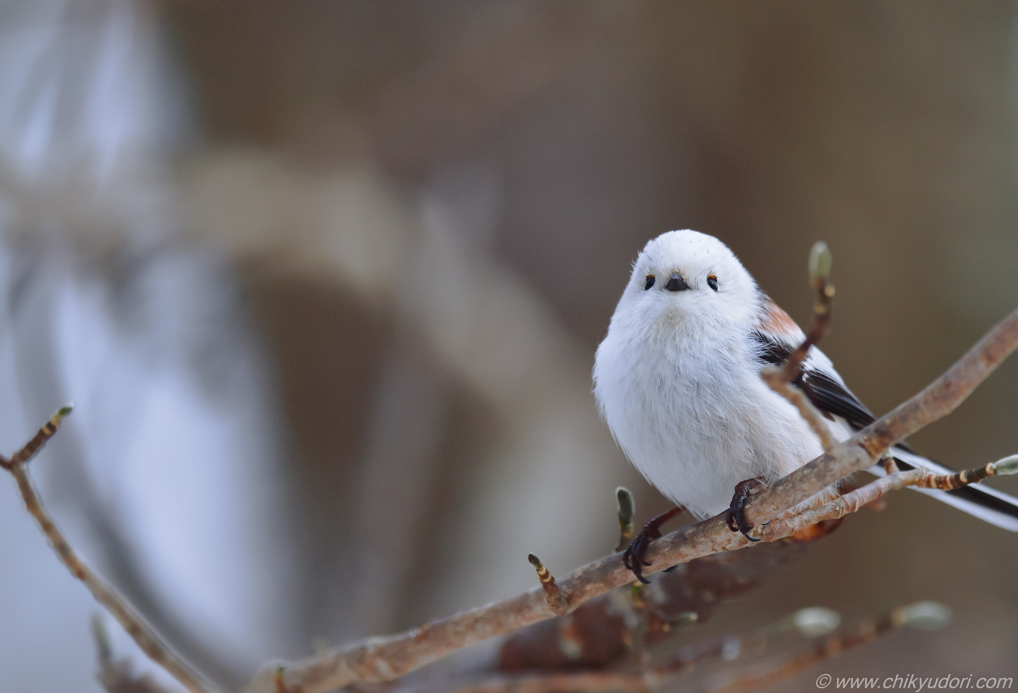 可愛い過ぎる野鳥 北海道の三大かわいい動物 森の妖精シマエナガ 地球の撮り方