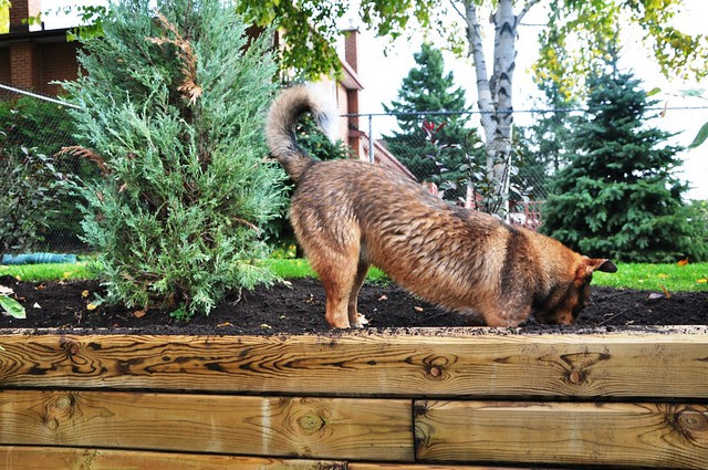 Denny digging